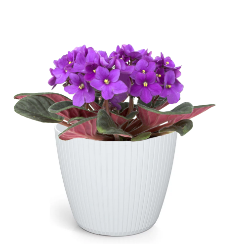 Osłonka Lamia DLAM120 – okrągła biała osłonka do roślin do wnętrz i ogrodu