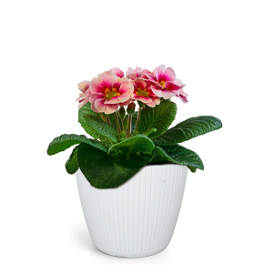 Osłonka Lamia DLAM140 – biała okrągła osłonka z rowkami do roślin i ogrodu