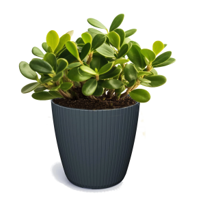 Osłonka Lamia DLAM180 – elegancka okrągła osłonka antracytowa do wnętrz